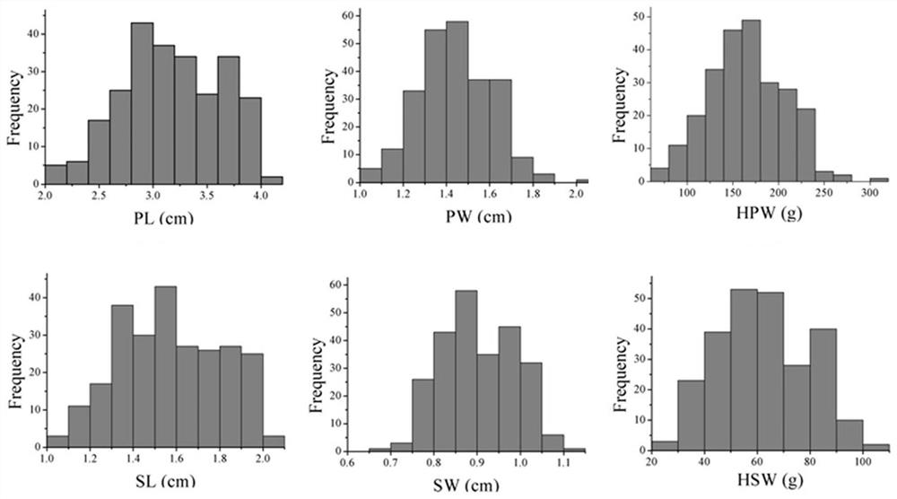 SNP molecular marker related to pod and seed size on peanut A06 chromosome and application thereof