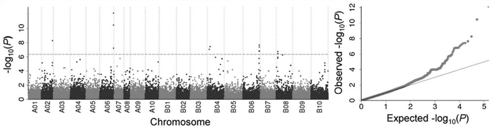 SNP molecular marker related to pod and seed size on peanut A06 chromosome and application thereof