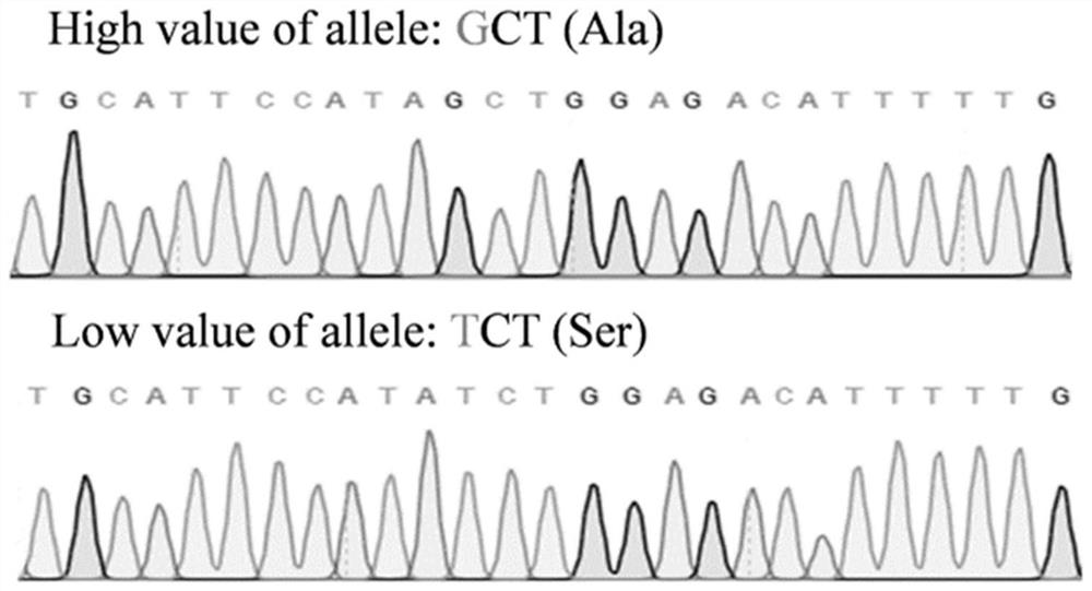 SNP molecular marker related to pod and seed size on peanut A06 chromosome and application thereof