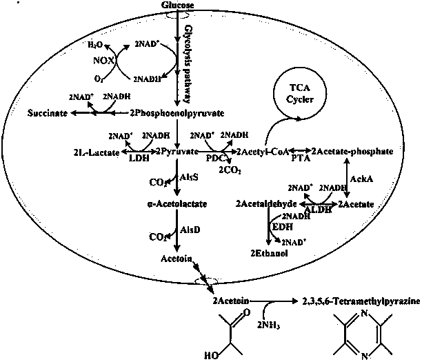 An Escherichia coli engineering bacterium for producing 2,3,5,6-tetramethylpyrazine and its application