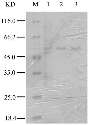 A kind of preparation method and application of carotenoid 9, 10' dioxygenase