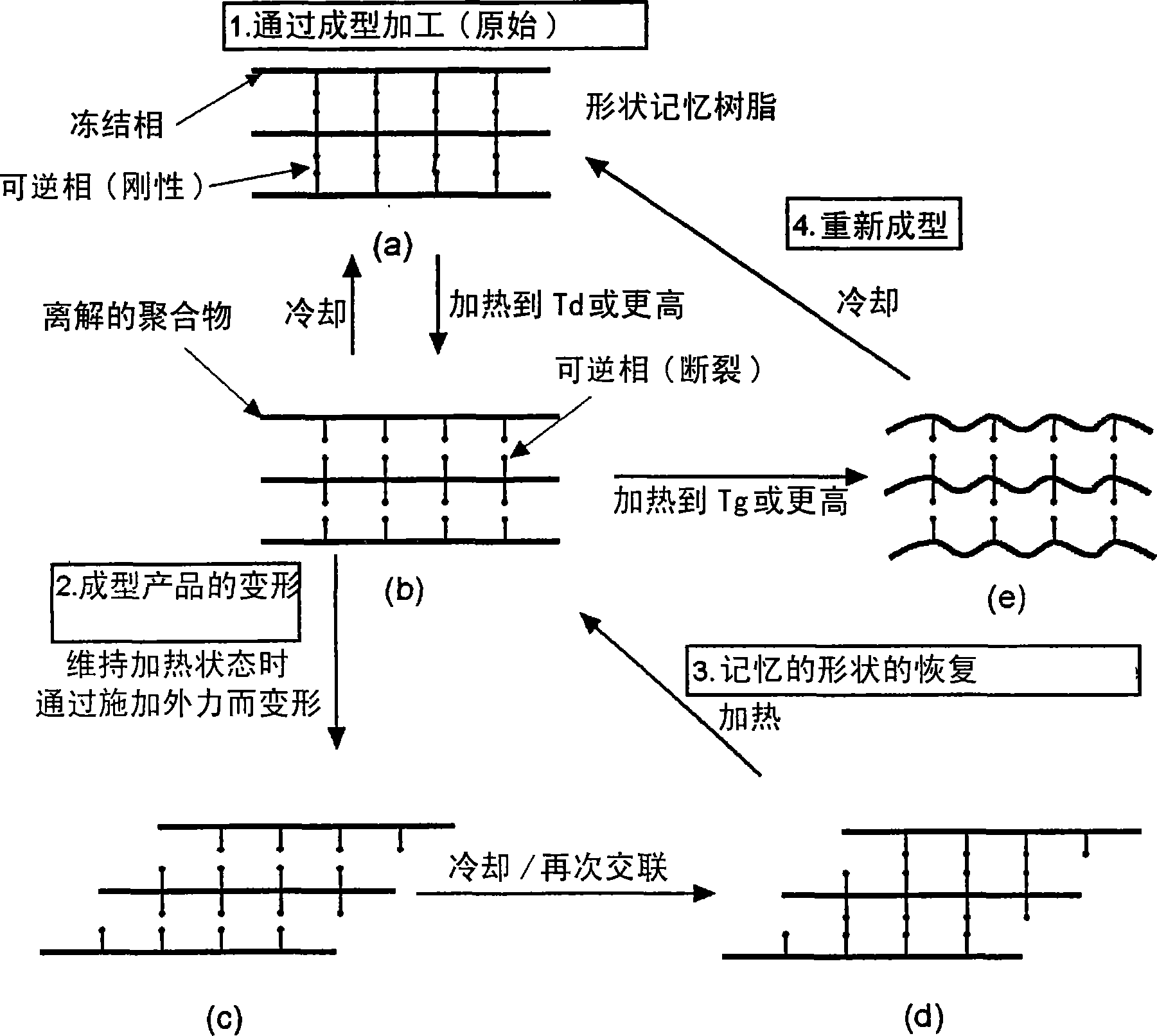 Reshapable shape-memory resin excelling in shape recovery capability and shaped item of the resin having been crosslinked