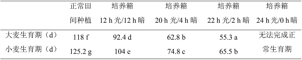 Method for quickly reproducing wheat seeds by aid of light periods