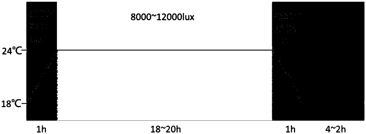 Method for quickly reproducing wheat seeds by aid of light periods