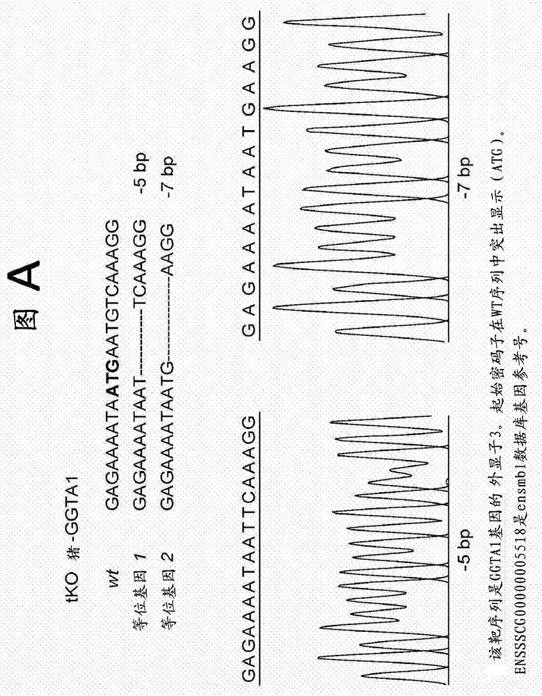 Triple transgenic pigs suitable for xenograft