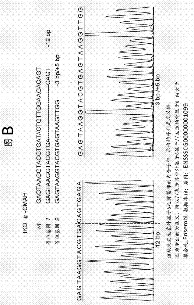 Triple transgenic pigs suitable for xenograft