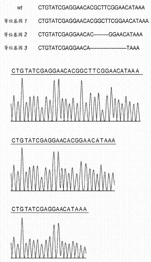 Triple transgenic pigs suitable for xenograft