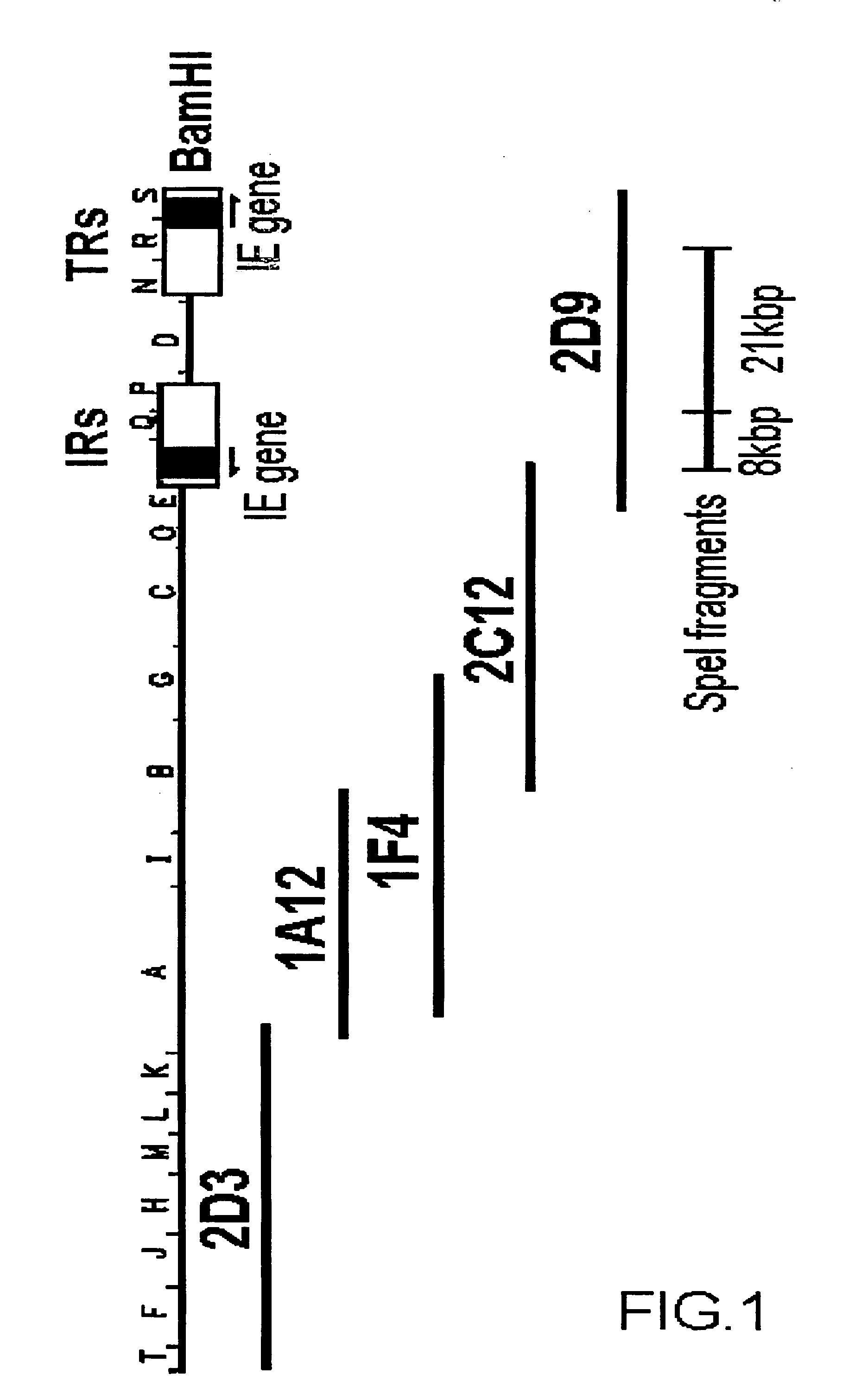 Attenuated equine herpesvirus