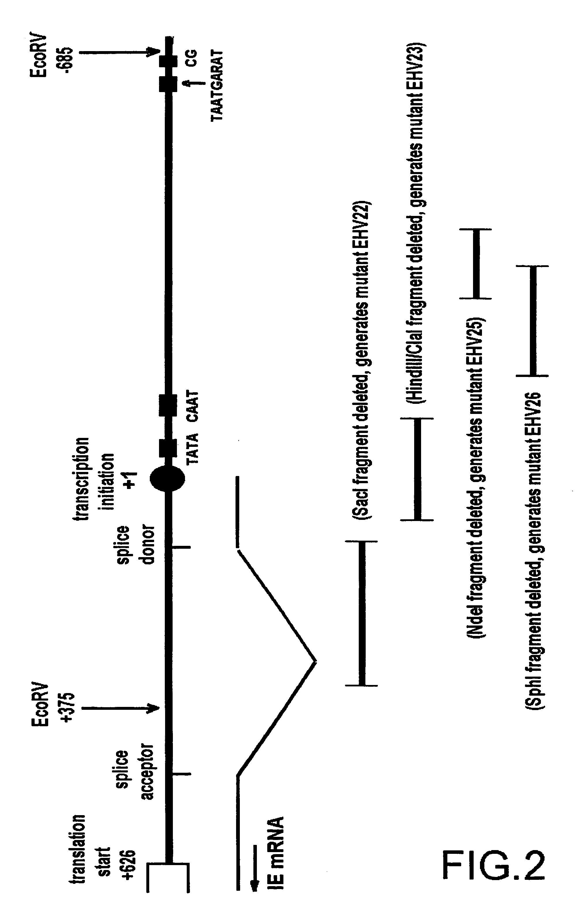 Attenuated equine herpesvirus