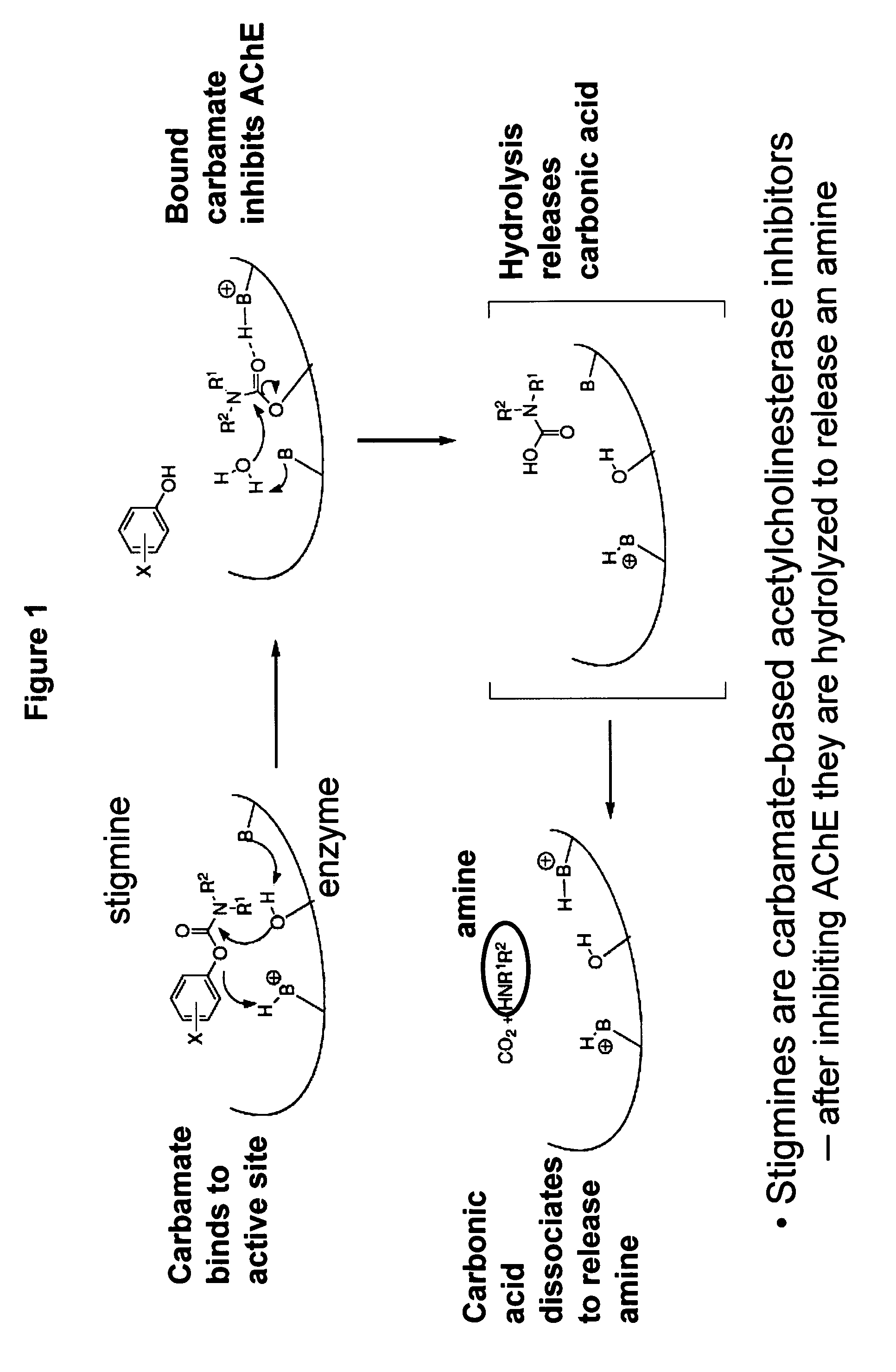 Compounds that inhibit cholinesterase