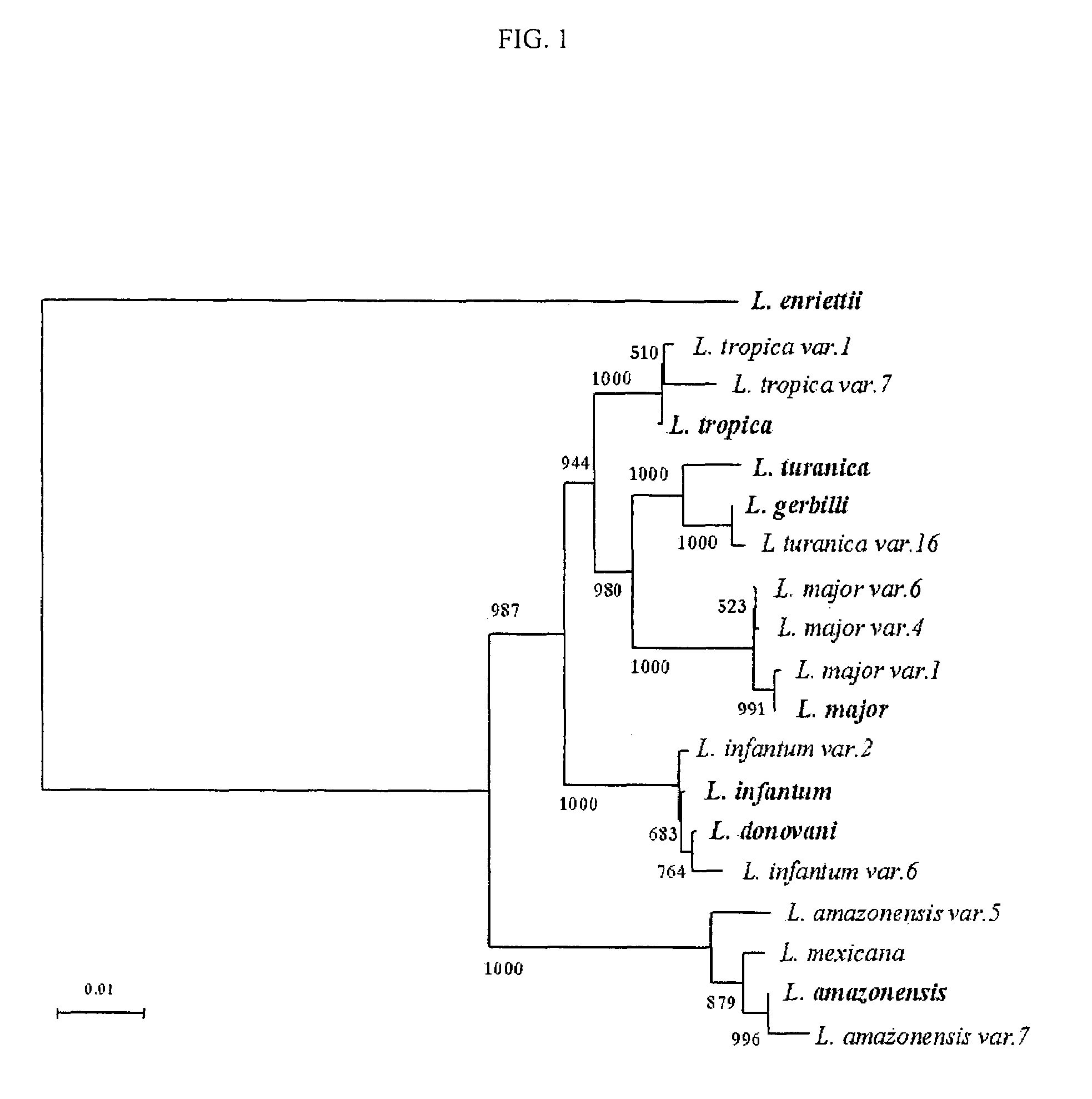 Suicidal mutant Leishmania vaccine