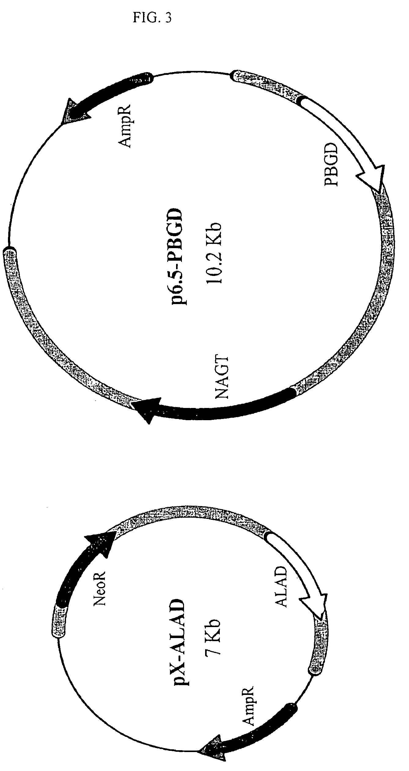 Suicidal mutant Leishmania vaccine