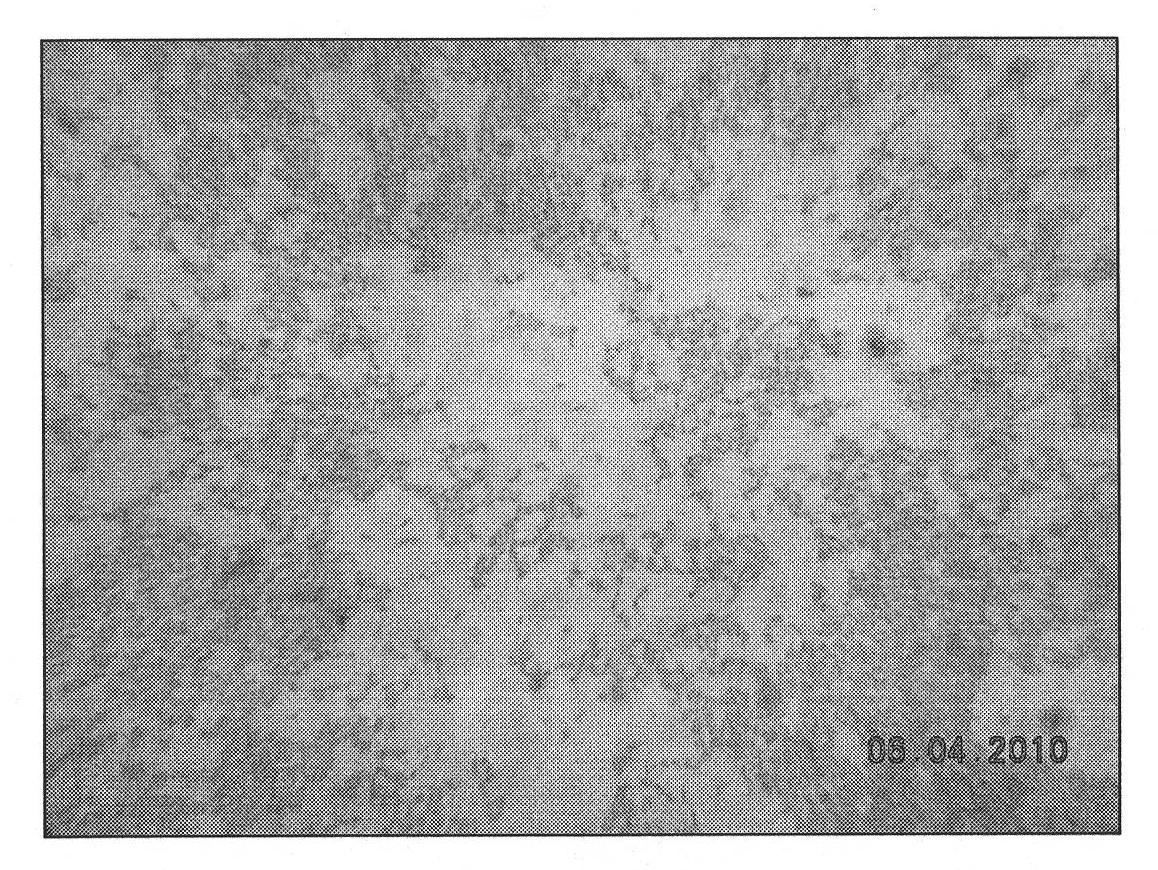 Pseudomonas syringae pv.mori bacterial strain for producing coronatine and method for producing coronatine by fermentation thereof