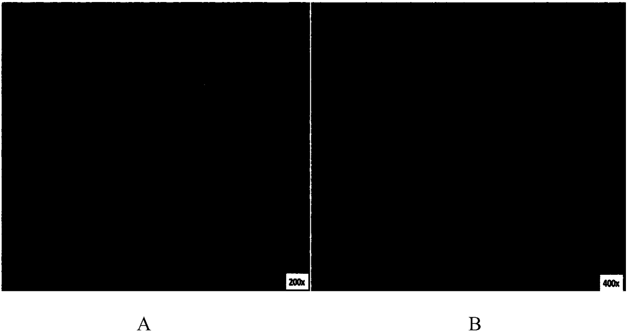 A liver cancer cell line stl-c1 derived from human hepatocellular carcinoma paracancerous tissue and its line establishment method