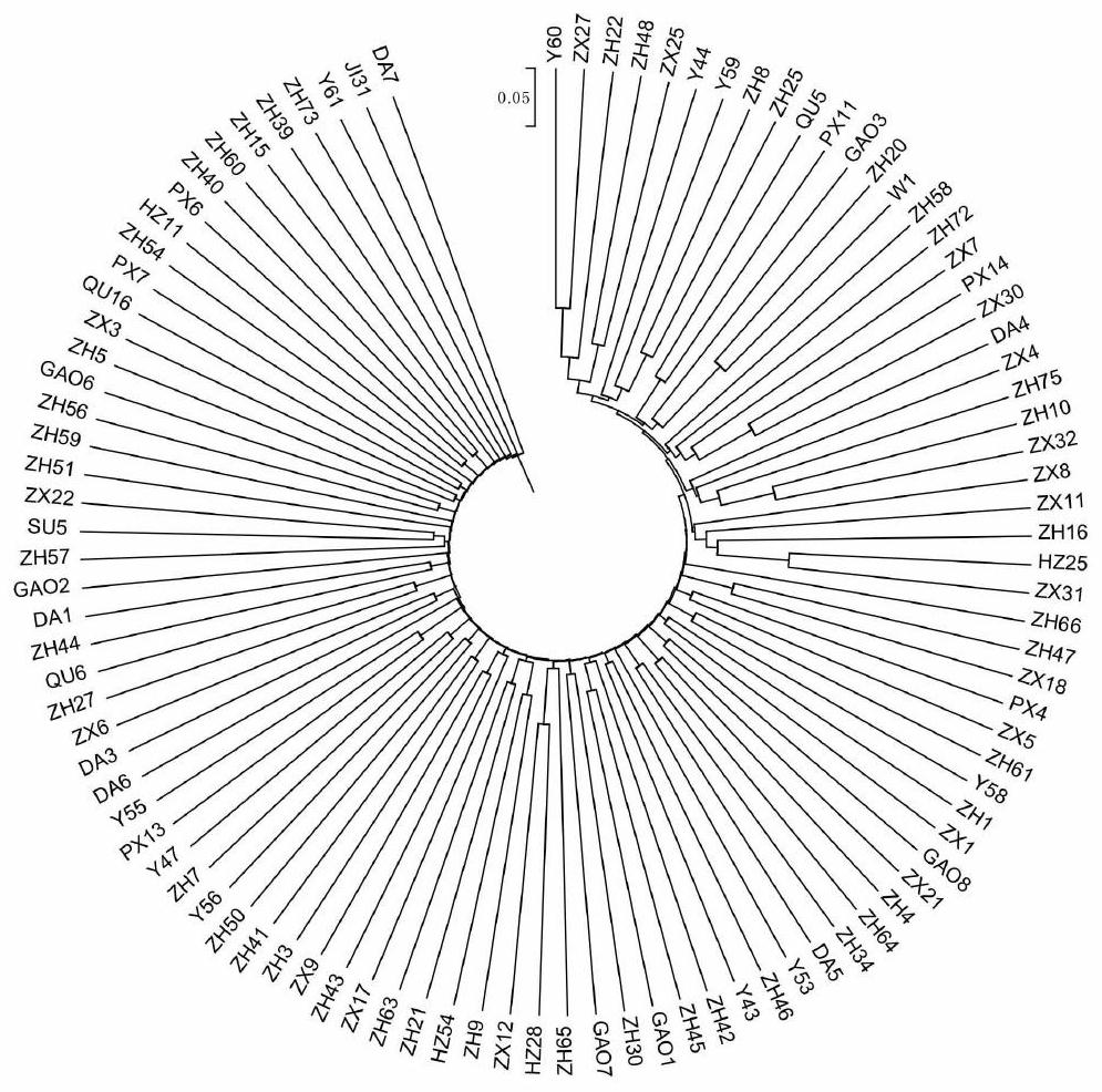 Method for constructing perilla frutescens core germplasm resource library based on SRAP molecular marker