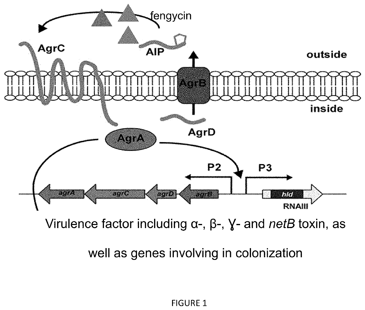 Method for controlling clostridium infection in animals