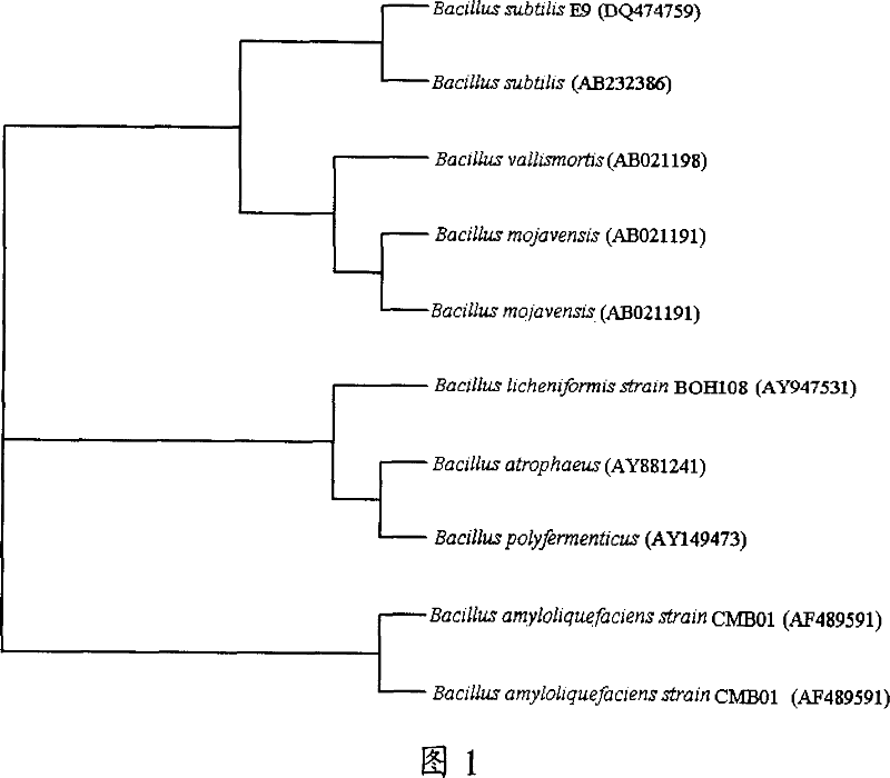 Bacillus subtilis ZJB-063 and its application