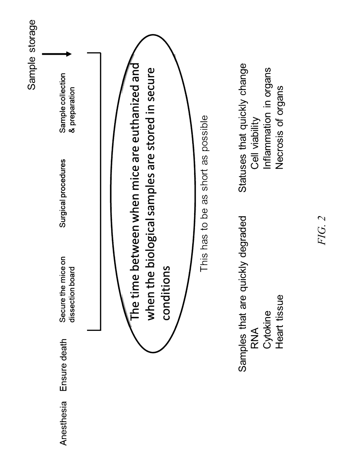 Rodent immobilization apparatus and method of use thereof