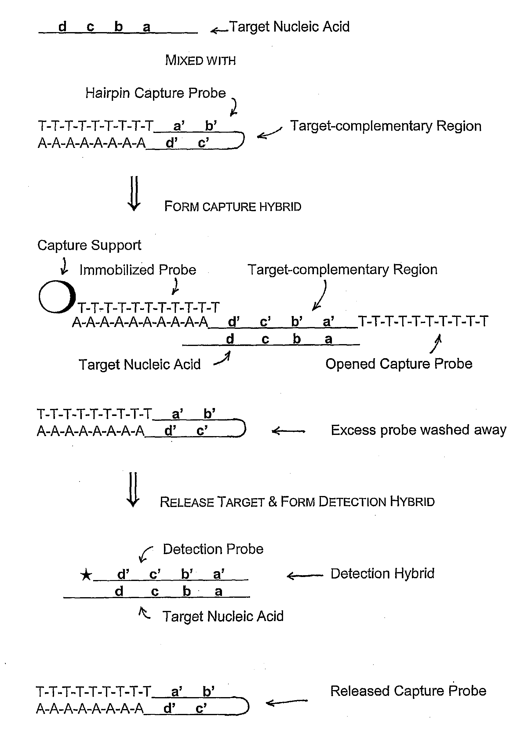 Compositions and methods for detecting small rnas, and uses thereof