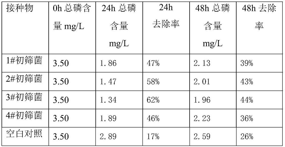 Acinetobacter cl05 and its application in the treatment of phosphorus removal in village and town sewage