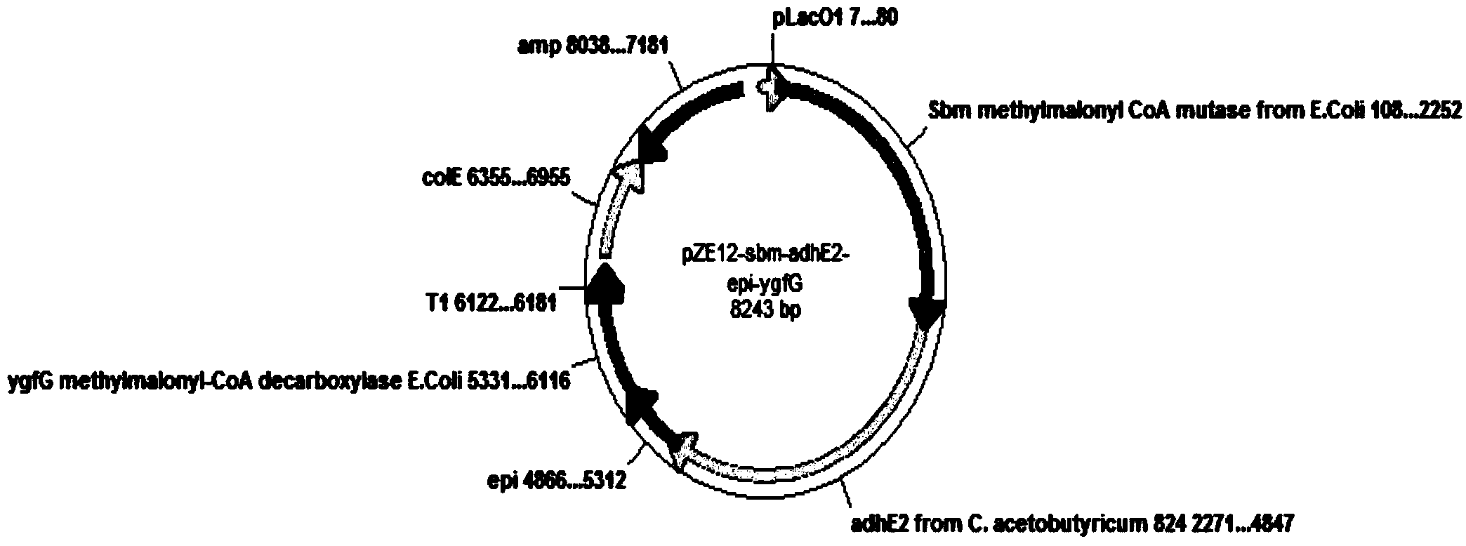 1-propyl-alcohol production microorganism introducing heterologous metabolic pathway and method for producing 1-propyl-alcohol by means of microorganism