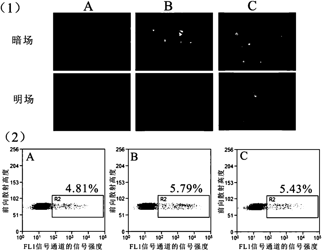 Star-shaped multi-targeting functional gene vector based on POSS and application