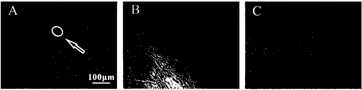 Star-shaped multi-targeting functional gene vector based on POSS and application