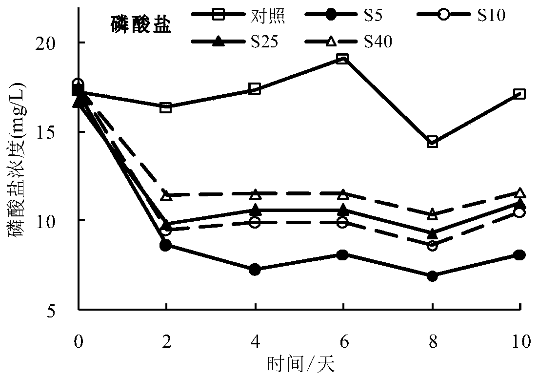 Rhodococcus ruber HDRR1 for purifying inorganic nitrogen and phosphorus in aquaculture tail water of seawater ponds and applications of rhodococcus ruber HDRR1