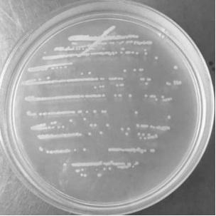 High-temperature Streptomyces thermoviolaceus and application of High-temperature Streptomyces thermoviolaceus in cellulose degradation