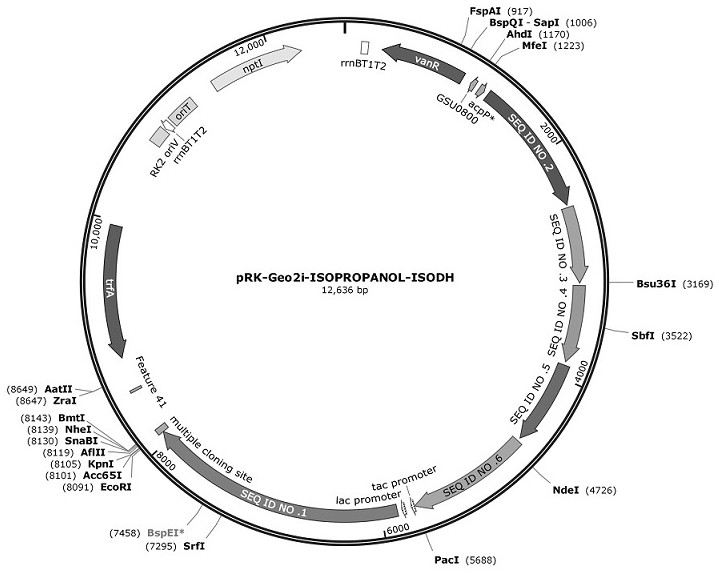 Utilize electrical energy to fix co  <sub>2</sub> And engineering bacteria for synthesizing isopropanol and construction method