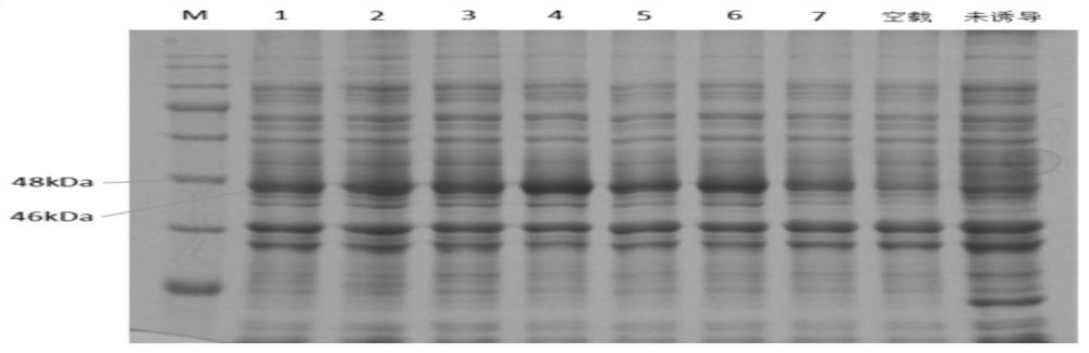 African swine fever virus vaccine and preparation method thereof