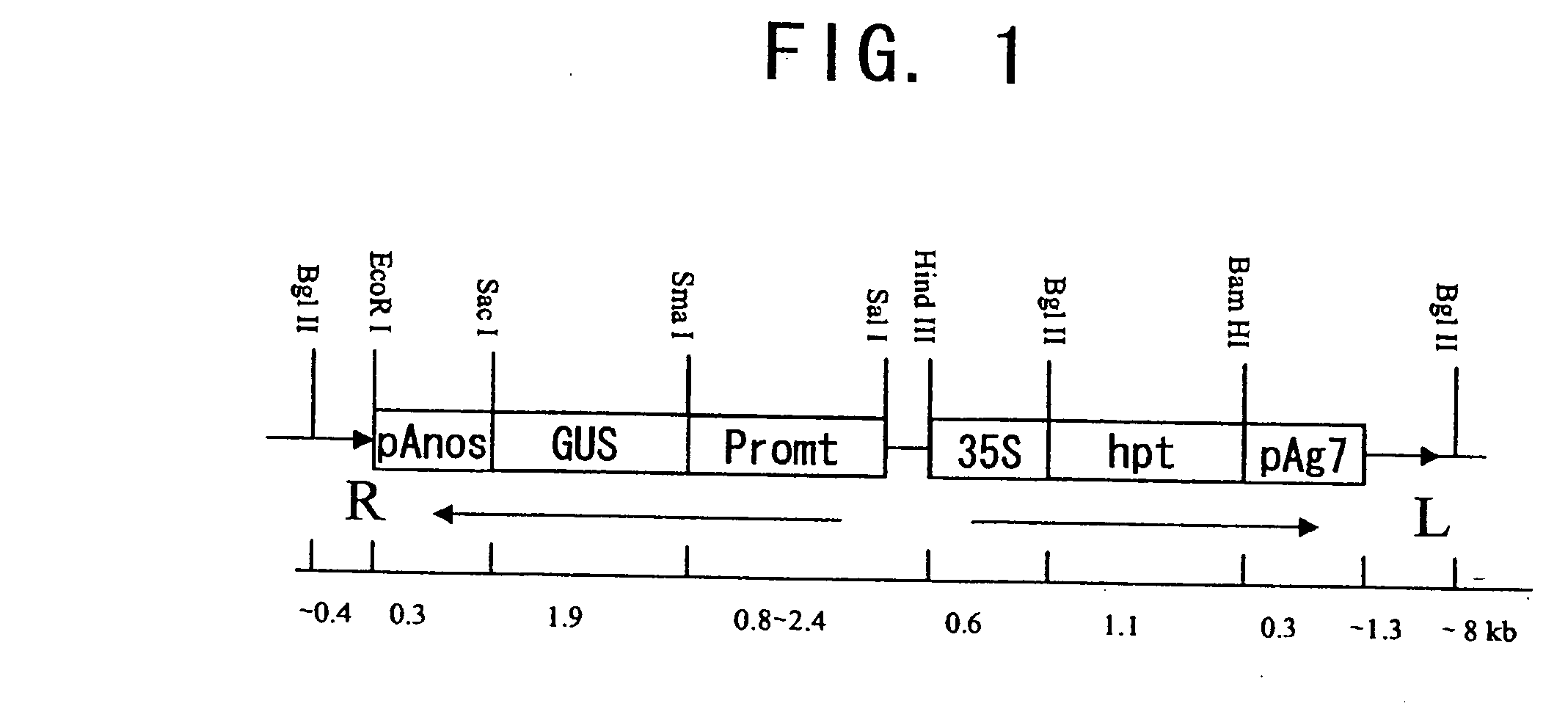 Seed-specific gene promoters and uses thereof