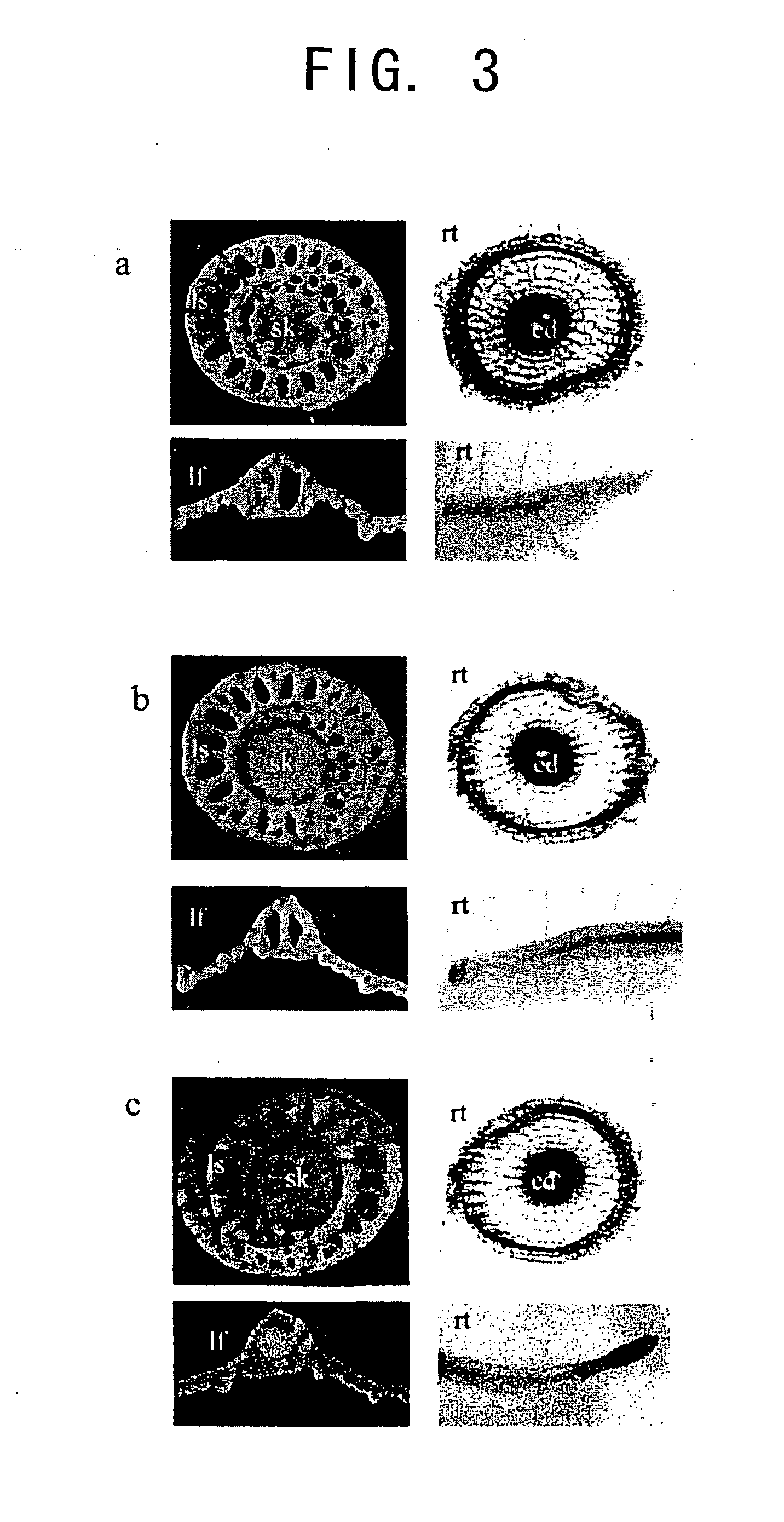 Seed-specific gene promoters and uses thereof