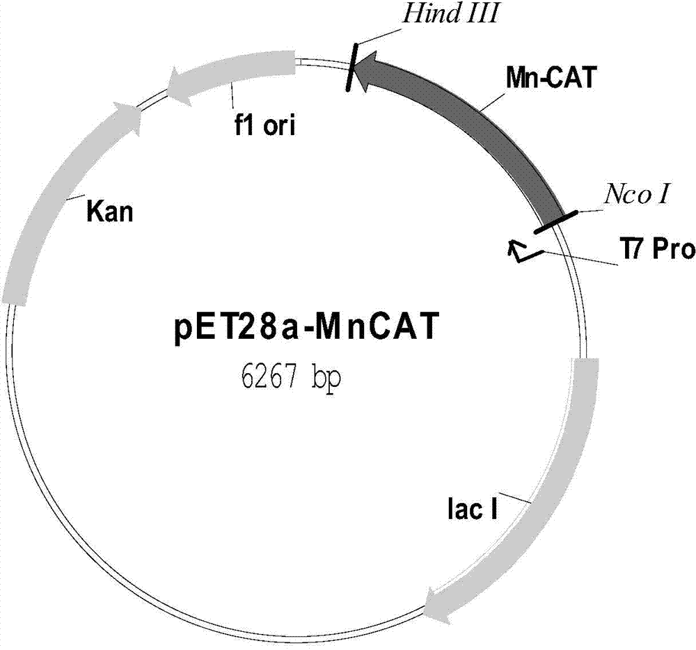 A thermophilic alkaline recombinant manganese-containing catalase and its expression vector and engineering bacteria