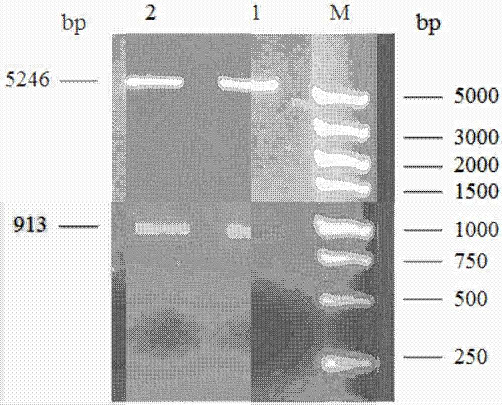 A thermophilic alkaline recombinant manganese-containing catalase and its expression vector and engineering bacteria