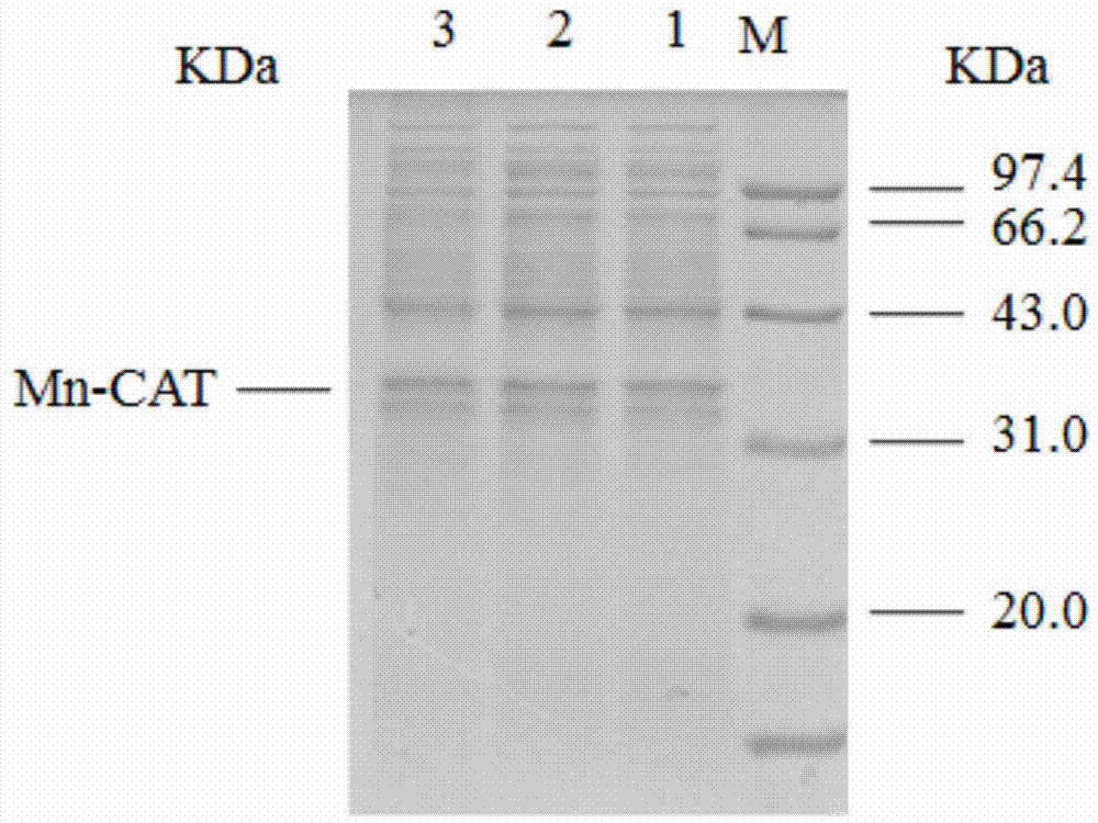 A thermophilic alkaline recombinant manganese-containing catalase and its expression vector and engineering bacteria