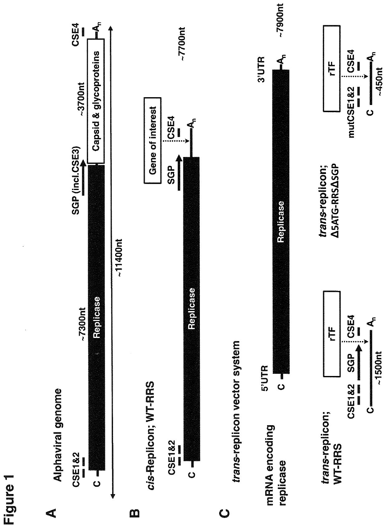 RNA replicon for reprogramming somatic cells