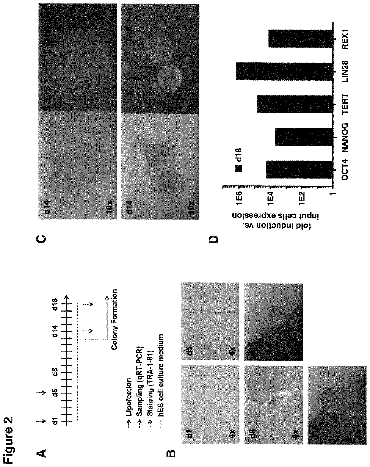 RNA replicon for reprogramming somatic cells