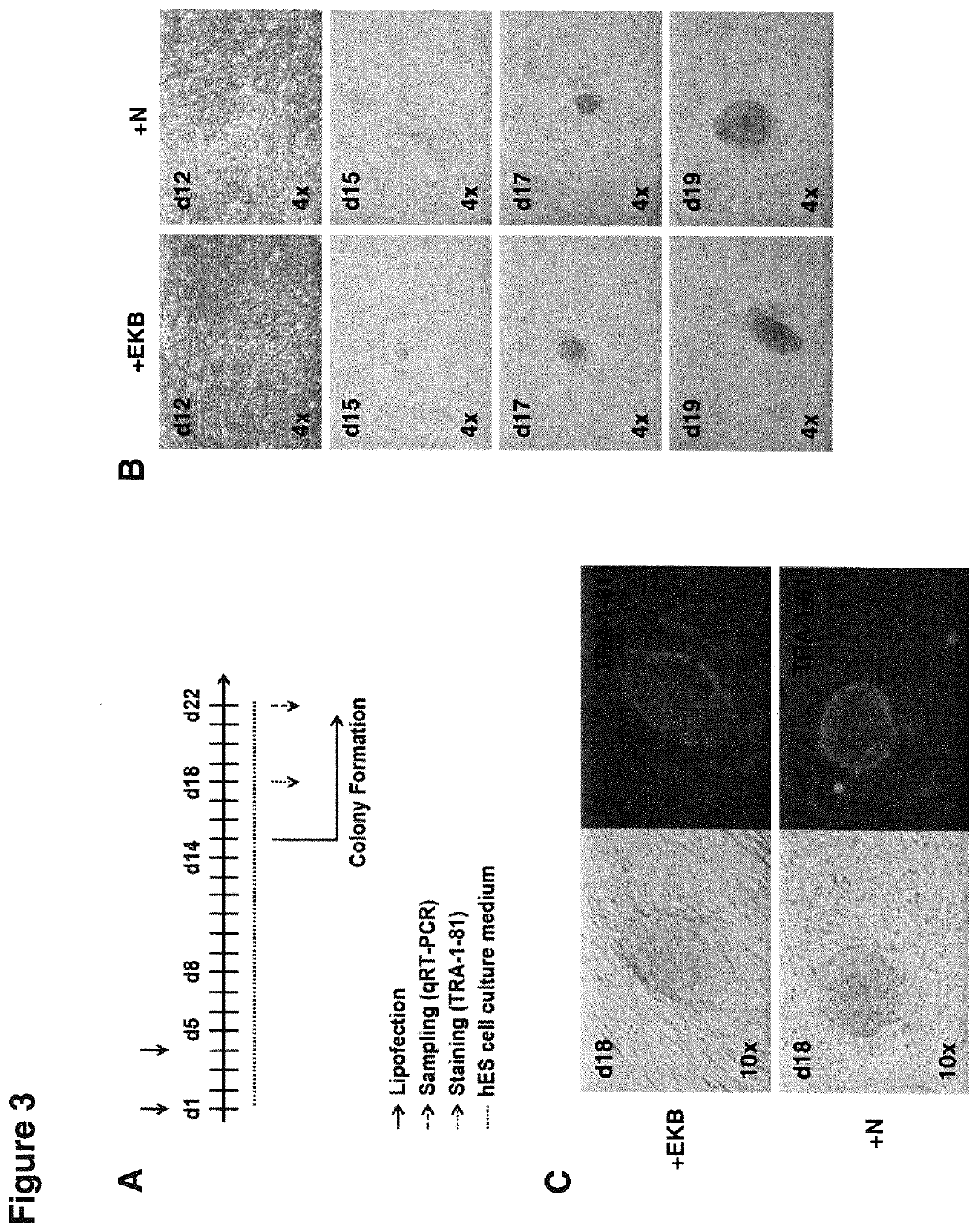 RNA replicon for reprogramming somatic cells