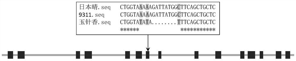 A method for identifying aroma phenotype of rice and its primer pair