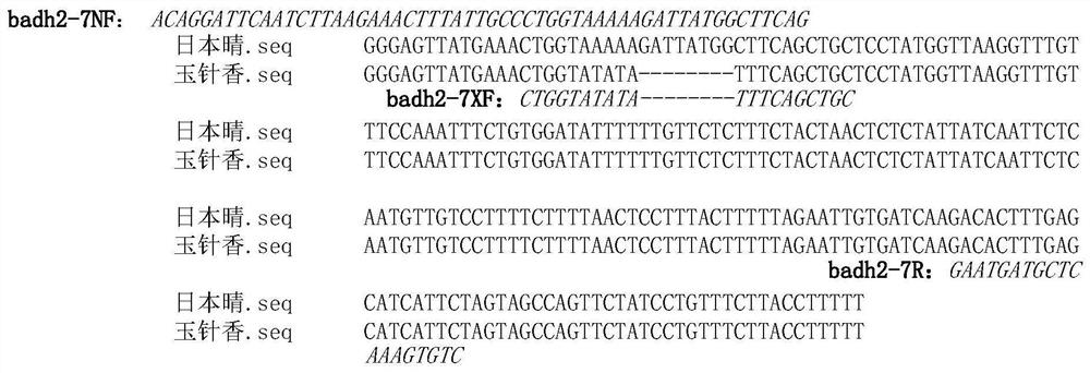 A method for identifying aroma phenotype of rice and its primer pair