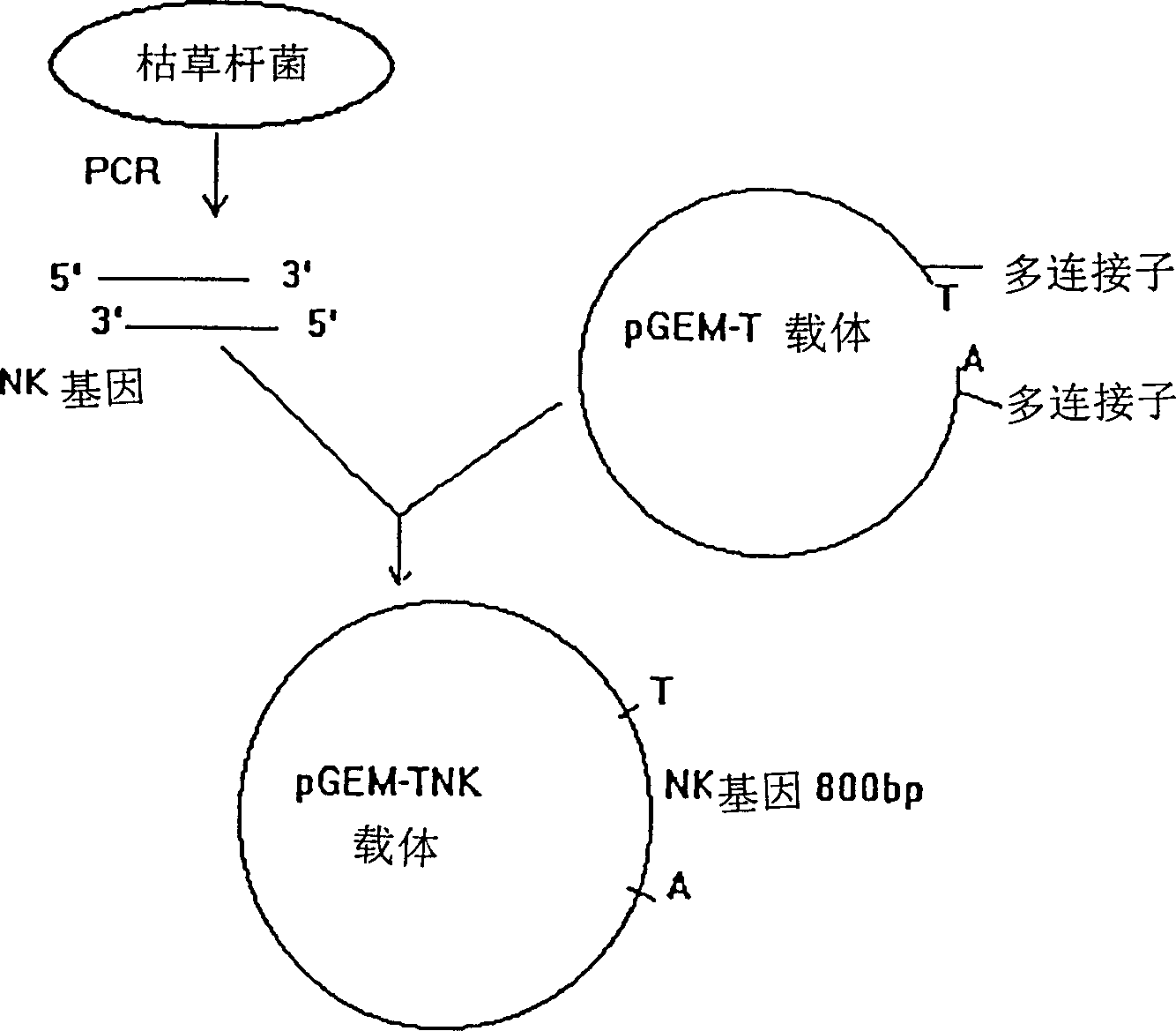 Process for preparing recombinant natookinase