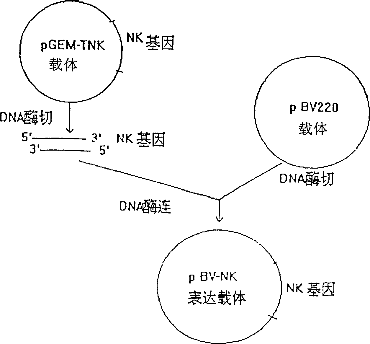 Process for preparing recombinant natookinase