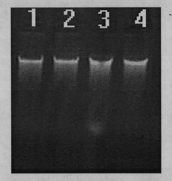 Extraction method of clotting genomic DNA (deoxyribonucleic acid)