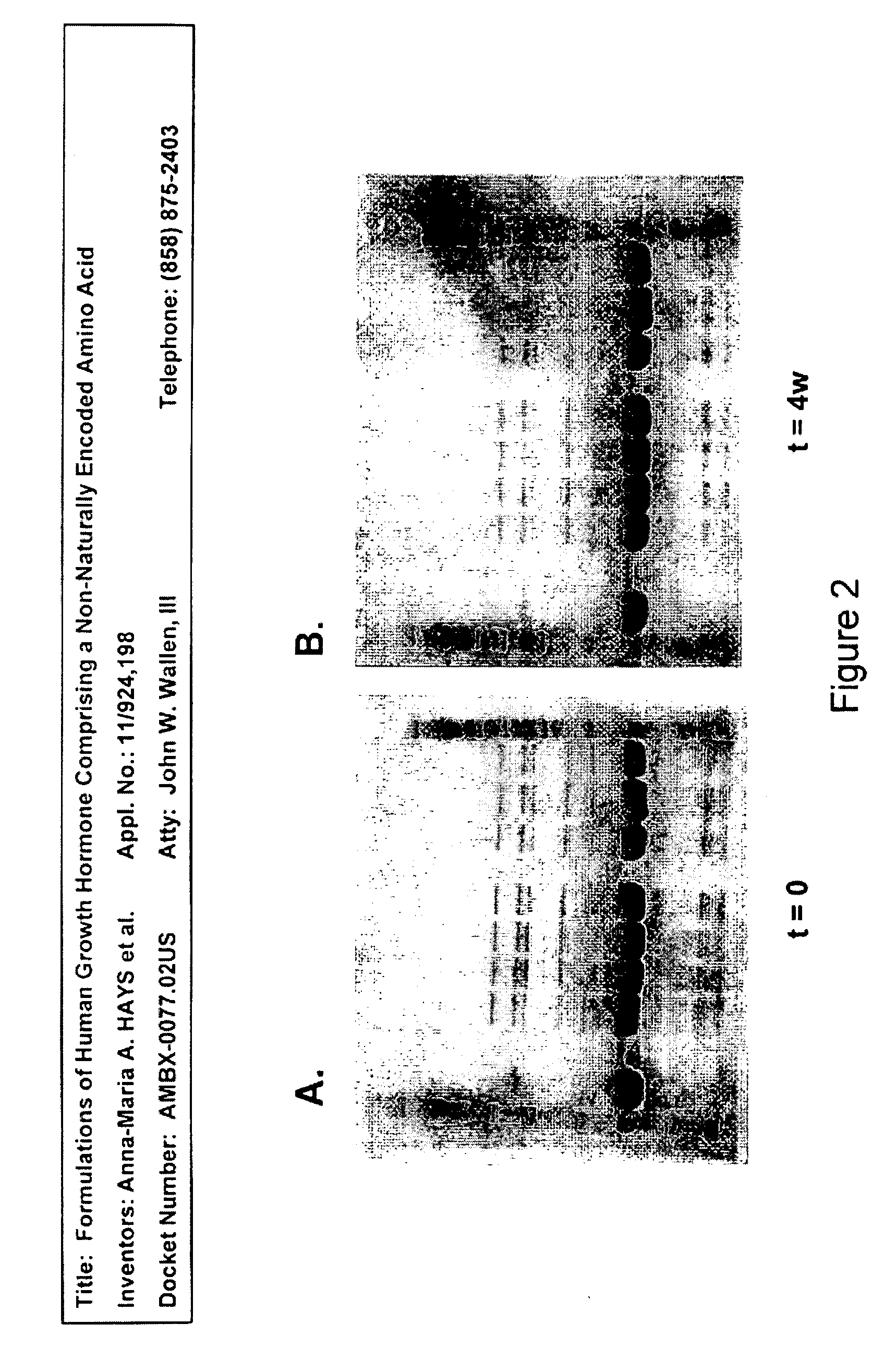 Formulations of Human Growth Hormone Comprising a Non-Naturally Encoded Amino Acid