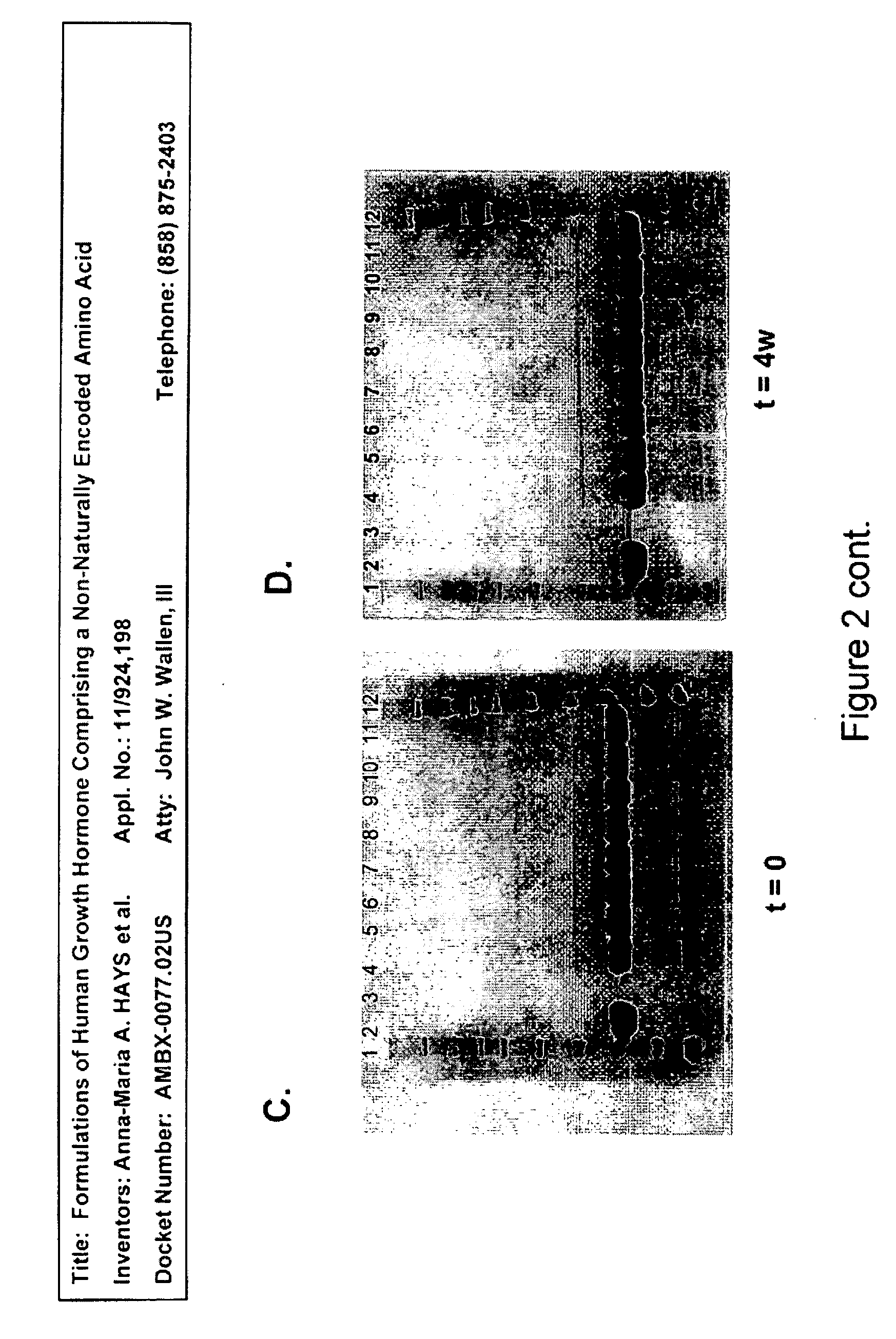 Formulations of Human Growth Hormone Comprising a Non-Naturally Encoded Amino Acid