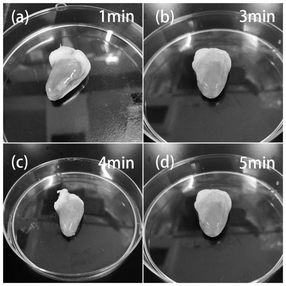 Host-guest supramolecular hydrogel induced by visible light in situ polymerization and preparation method and application thereof