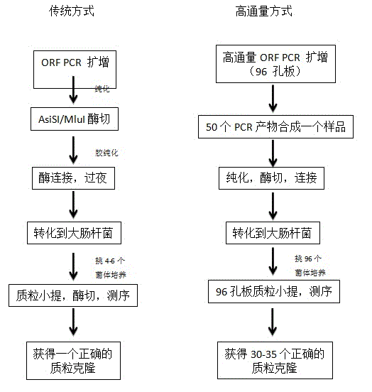 Novel adenovirus vector and production method for same