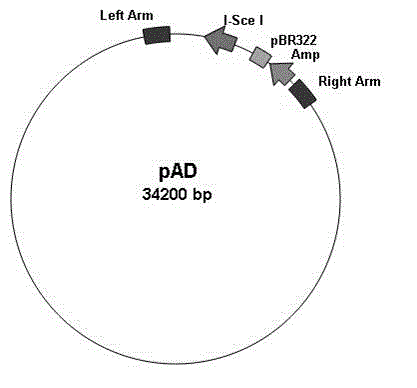 Novel adenovirus vector and production method for same