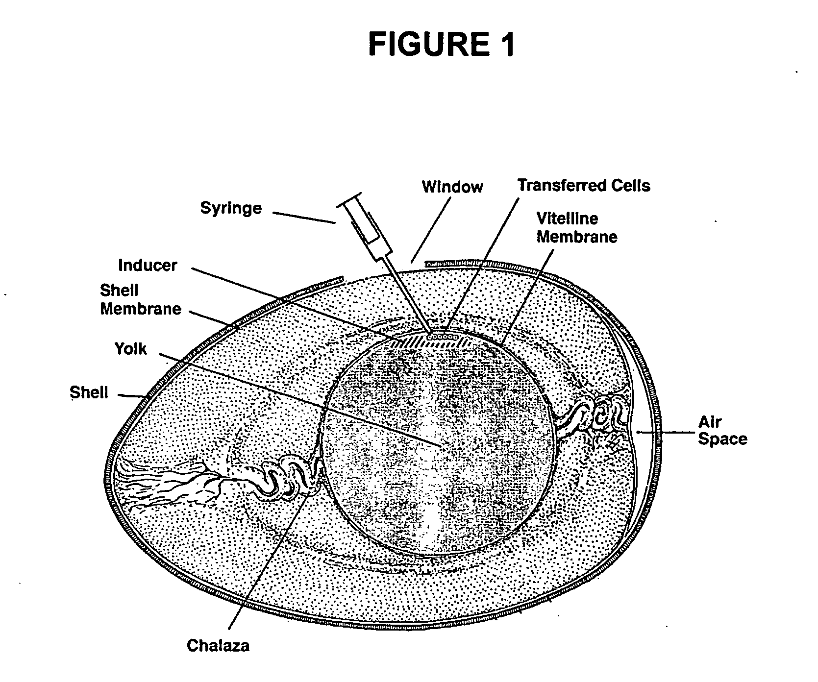 Novel culture systems for EX vivo development